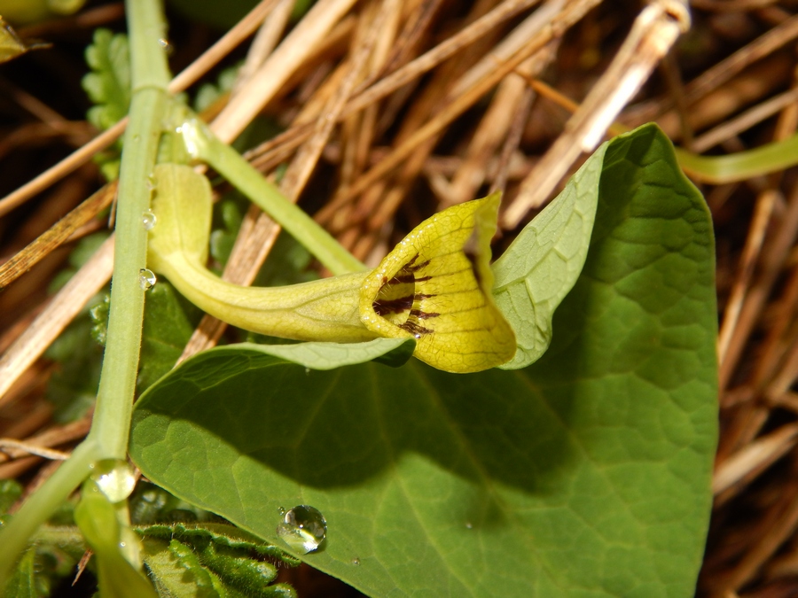 Aristolochia pallida - Z. polixena